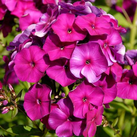 Summer Phlox 'Nicky' (Ships in Spring) 