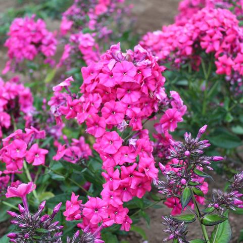 Summer Phlox 'Red Riding Hood' (Ships in Spring) 