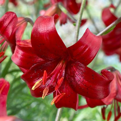 Lilium Tiger 'Red Velvet' (Ships in Spring) 