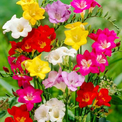 Freesia (SPRING) 'Single Mixture' (Ships in Spring) 