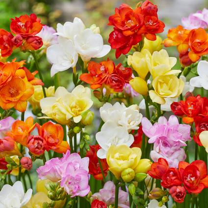 Freesia (SPRING) 'Double Mixture' (Ships in Spring) 