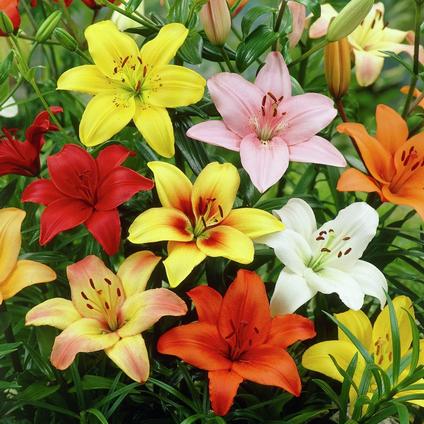 Lilium Asiatic 'Mixture' (Ships in Spring) 