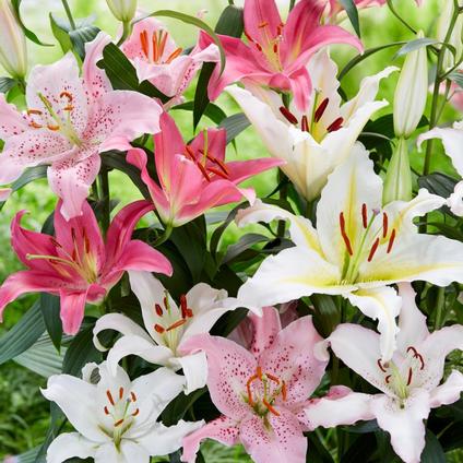 Lilium Oriental 'Mixture' (Ships in Spring) 