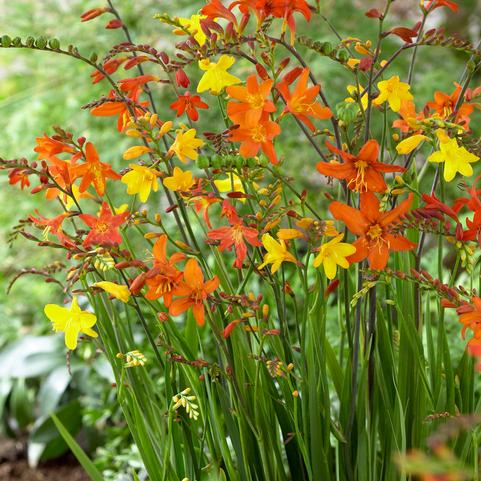 Crocosmia Mixture (Ships in Spring) 