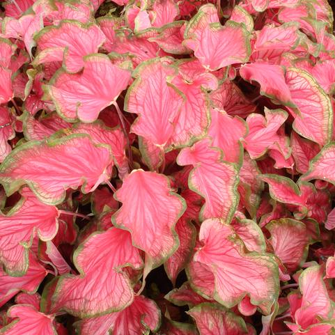 Caladium Strap Leaf 'Sizzle' (Ships in Spring) 