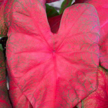 Caladium Fancy Leaf 'Brandywine' (Ships in Spring) 