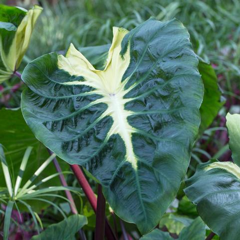 Colocasia Esculenta 'White Lava' (Ships in Spring) 
