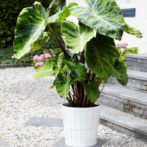 Colocasia Esculenta 'Mojito' (Ships in Spring) 