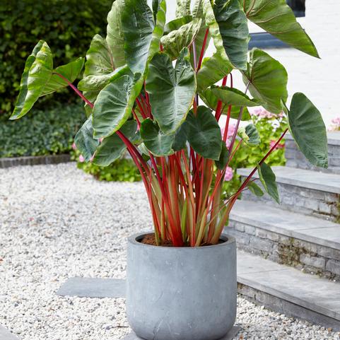 Colocasia Esculenta 'Hawaiian Punch' (Ships in Spring) 
