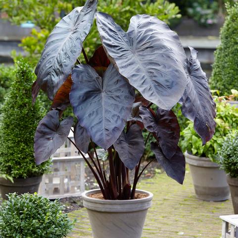 Colocasia Esculenta 'Diamond Head' (Ships in Spring) 