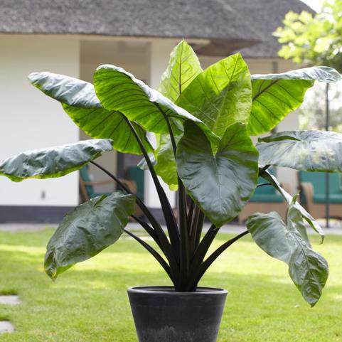 Colocasia Esculenta 'Black Stem' (Ships in Spring) 