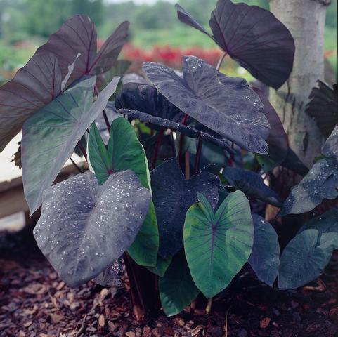 Colocasia Esculenta 'Black Magic' (Ships in Spring) 