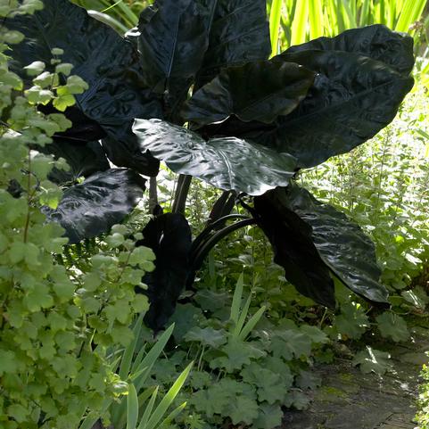 Alocasia Upright 'Plumbea Nigra' (Ships in Spring) 