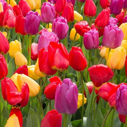 Tulipa Triumph 'Mondriaan Mix' 