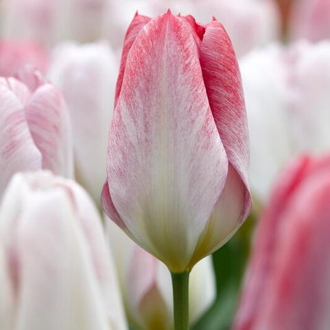 Tulipa Emperor 'Flaming Emperor' 