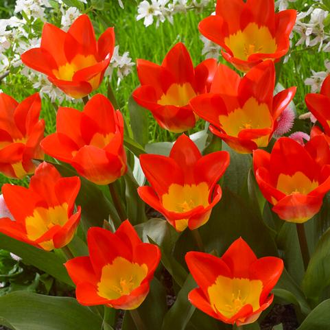 Tulipa Emperor 'Oracle' 