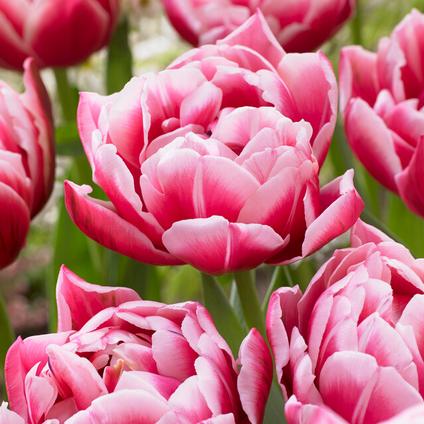 Tulipa Double Early 'Columbus' 