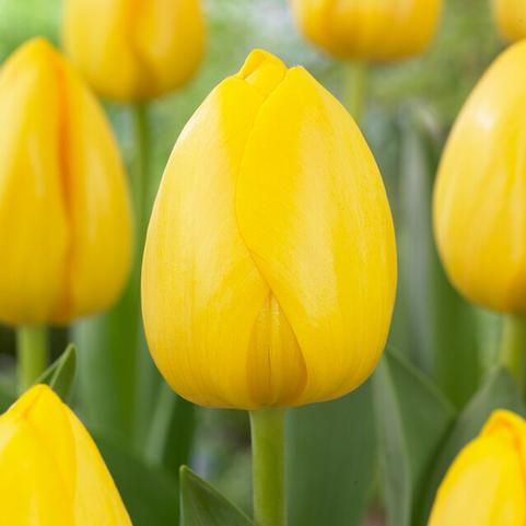 Tulipa Darwin Hybrid 'Novi Sun' 