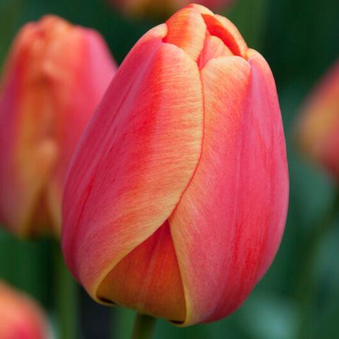 Tulipa Darwin Hybrid 'Parade Elite' 