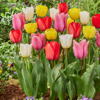 Tulipa Darwin Hybrid 'Lovely Giants Mixture' 