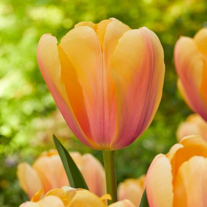 Tulipa Darwin Hybrid 'Blushing Impression' 