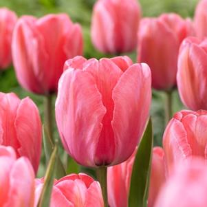 Tulipa Darwin Hybrid 'Design Impression' 
