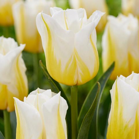 Tulipa Triumph 'Flaming Agrass' 