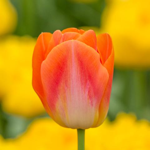 Tulipa Triumph 'Sunrise Dynasty' 