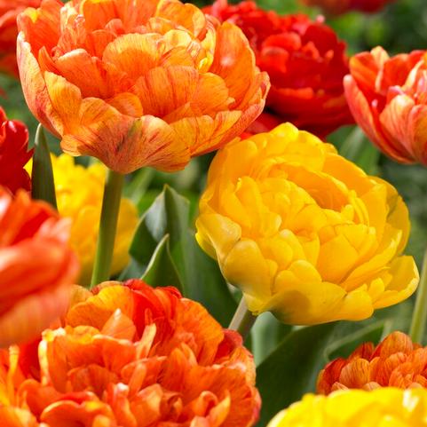 Tulipa Double Mid 'Spring Joy Mix' 