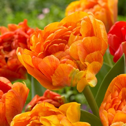 Tulipa Double Mid 'Sun Lover' 