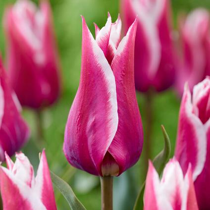 Tulipa Lily Flowering 'Claudia' 