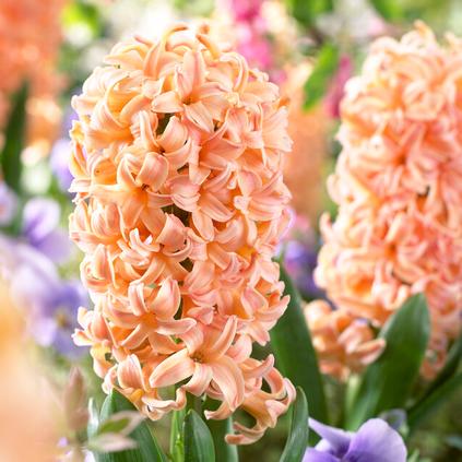 Hyacinthus Orientalis 'Gypsy Queen' 