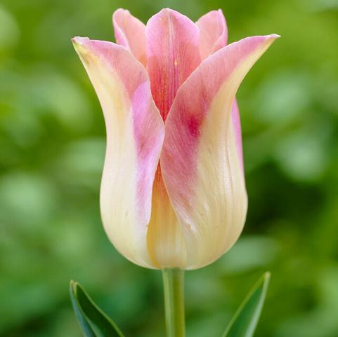 Tulipa Lily Flowering 'Elegant Lady' 
