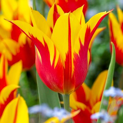 Tulipa Lily Flowering 'Fire Wings' 