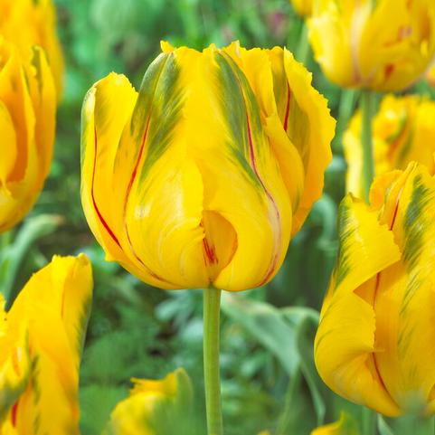 Tulipa Parrot 'La Courtine Parrot' 