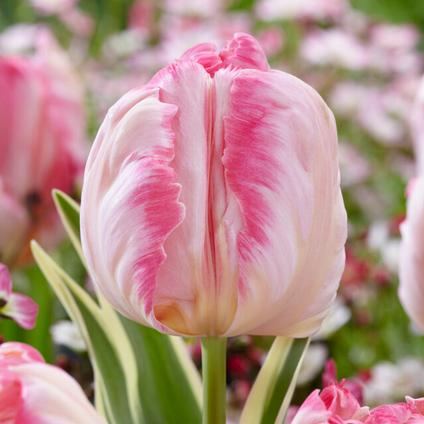 Tulipa Parrot 'Silver Parrot' 