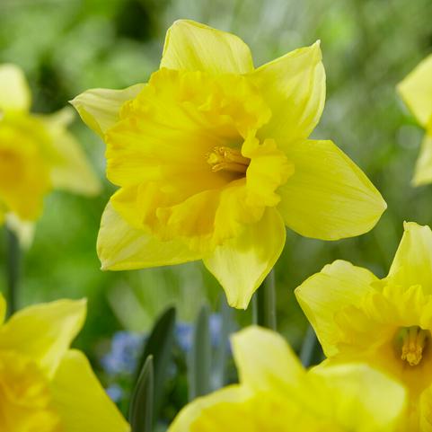 Narcissi Trumpet 'Rijnveld's Early Sensation' 