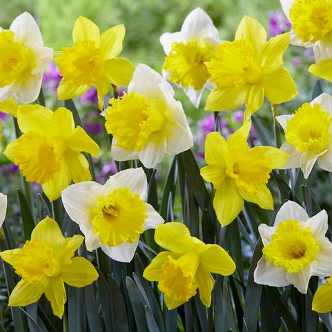 Narcissi Trumpet 'Sunny Side Up Mix' 