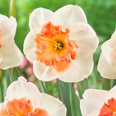 Narcissi Large Cupped 'Precocious' 