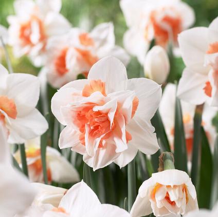 Narcissi Double 'Replete' 