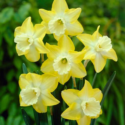 Narcissi Miniature 'Hillstar' 