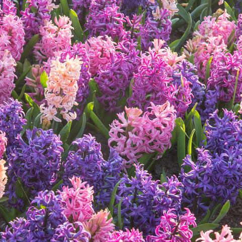 Hyacinthus Orientalis 'Cotton Candy Mix' 