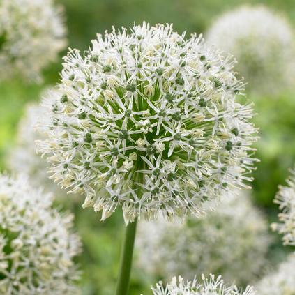 Allium Giant 'Mount Everest' 