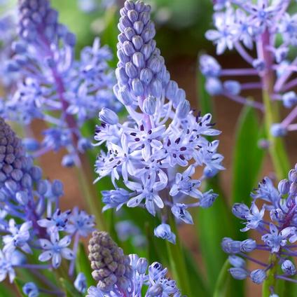 Scilla Litardierei 'Amethystina' 
