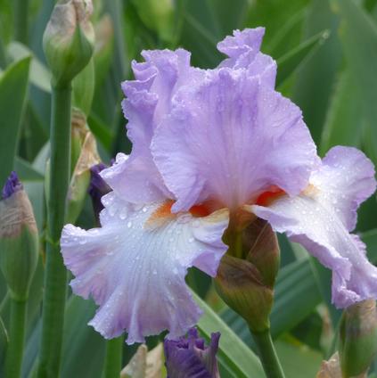 Iris Germanica 'Oui Madame' 