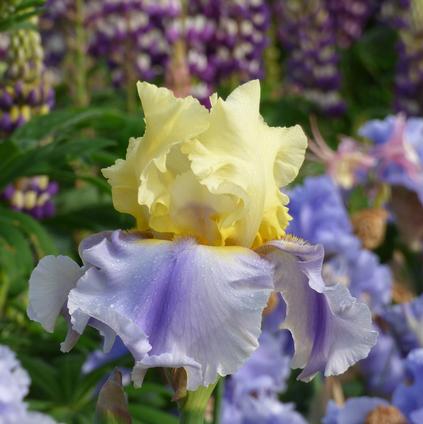 Iris Germanica 'Easter Candy' 
