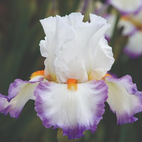 Iris Germanica 'Starting Fresh' 