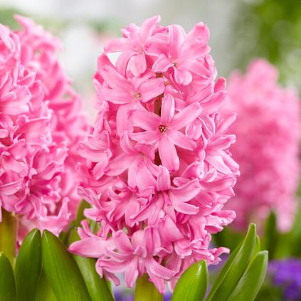 Hyacinthus Orientalis 'Pink Pearl' 