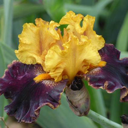 Iris Germanica 'Sun Devil' 