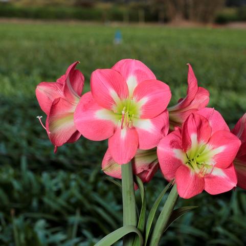 Amaryllis Peruvian 'Cape Horn' 